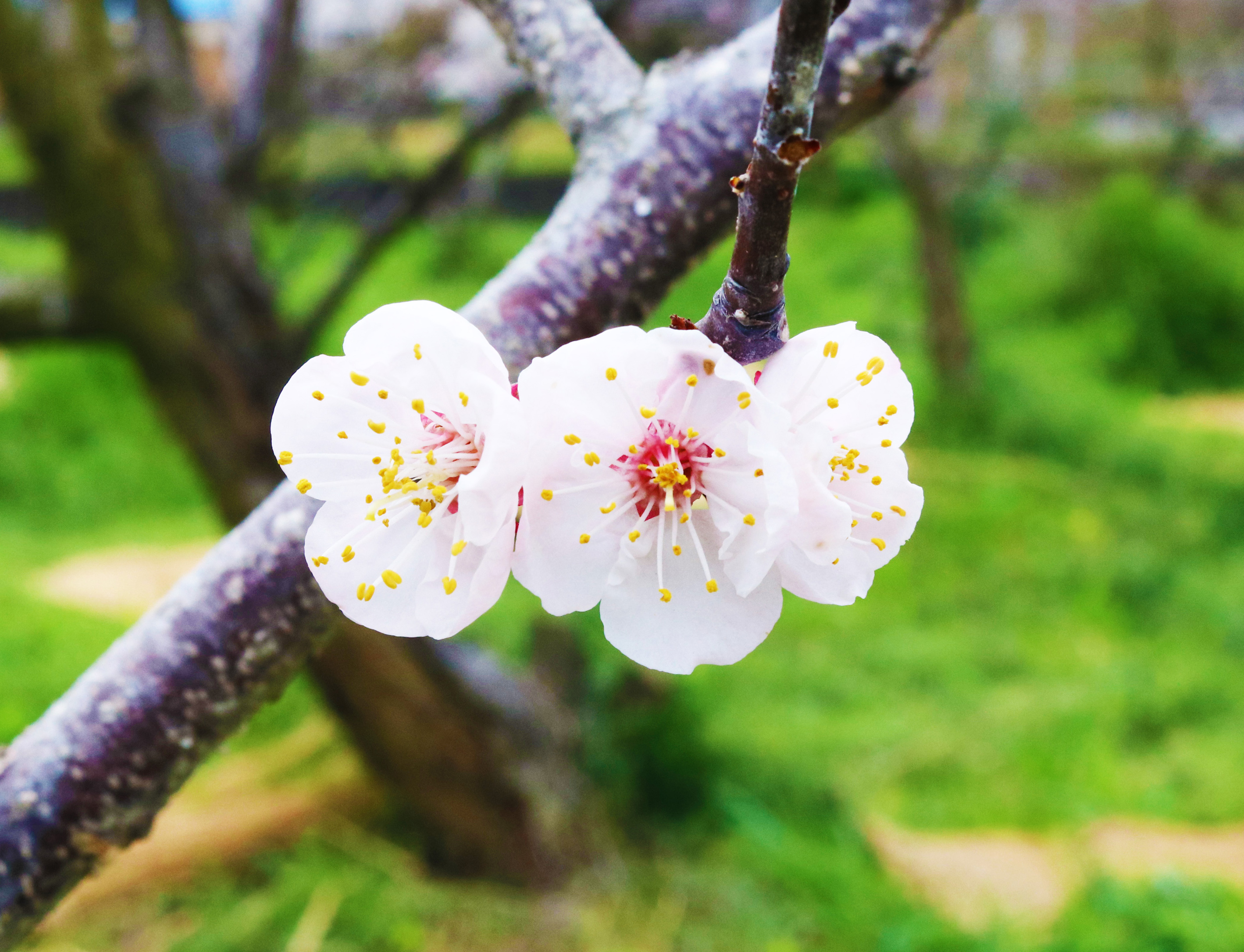 産地を訪ねて 地域の交流が生まれる果実 4月 さぬき時間を楽しむ Ikunas イクナス